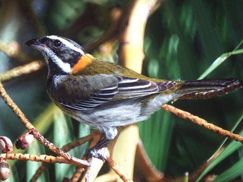 Image of a Spindalis portoricensis