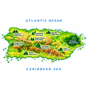 Forest map