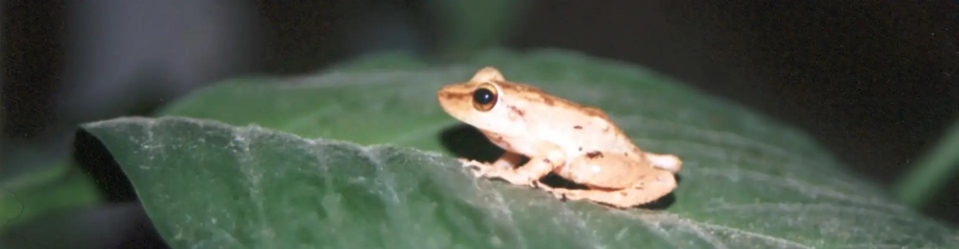 Coqui