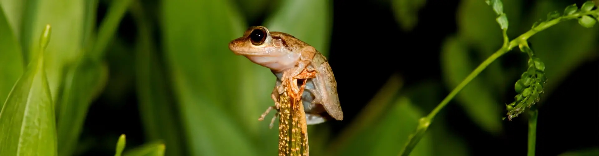 Coqui