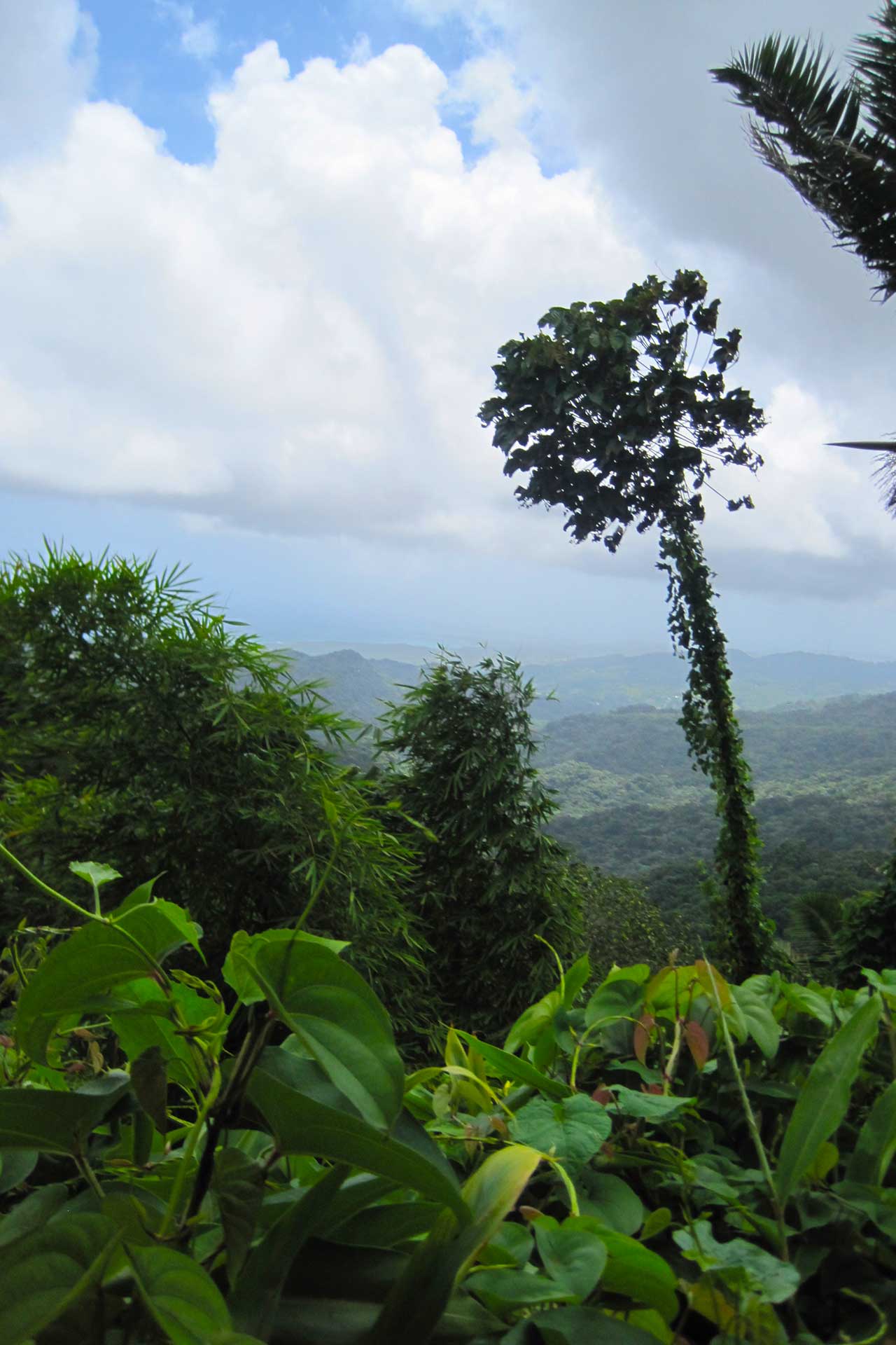 View from El Yunque