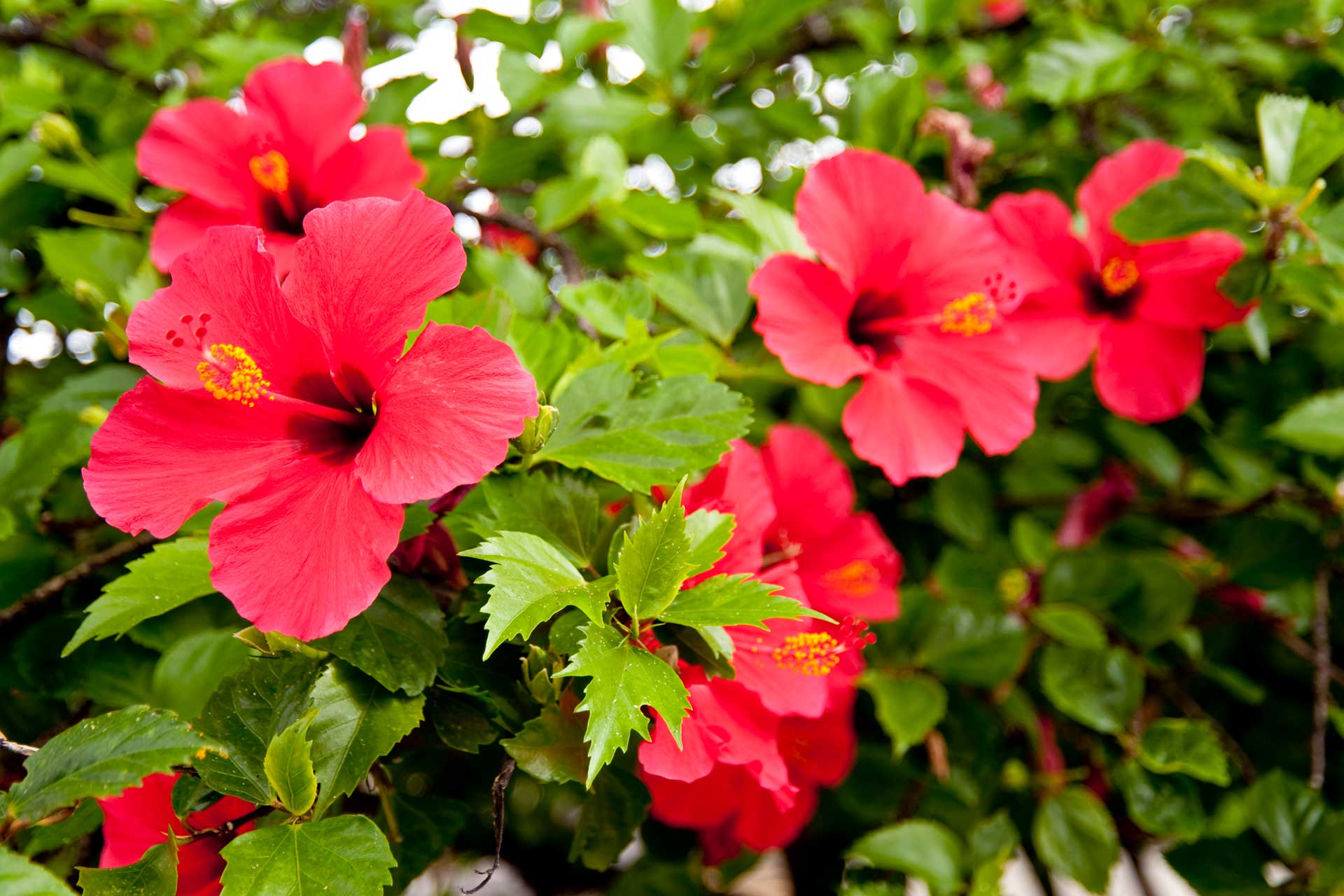 Puerto Rican hibiscus